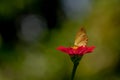 A brown dan yellow butterfly looking for honey and perched on a red zinnia flower on a blurred green foliage background Royalty Free Stock Photo