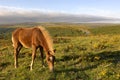 Brown Dartmoor Pony