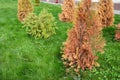 Brown, dead arborvitae trees, thuja on a green lawn. A newly planted arborvitae is dying. Arborvitae, thuja care, problems and