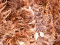 Brown dead dry fern leaves on forest floor background texture se Royalty Free Stock Photo