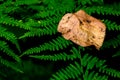 Brown dead fallen autumn leaf on fern