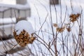 Tree hydrangea flowers at winter. Royalty Free Stock Photo