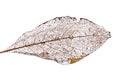 Brown dead leaf on white Royalty Free Stock Photo