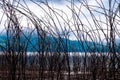 Brown dead pricky wood weed branches scattered all over the frame with lake and mountains as background.