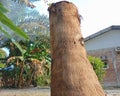 brown dead tree trunks around residents& x27; houses in the village, many of which are surrounded by dry vines Royalty Free Stock Photo