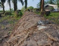 brown dead tree trunks around residents& x27; houses in the village, many of which are surrounded by dry vines Royalty Free Stock Photo