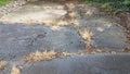 Brown dead weeds in cracks in asphalt