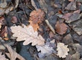Brown decaying mixed autumn leaves on a forest floor with raindrops