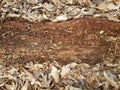 Brown decomposing or decaying tree log with brown leaves