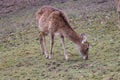 A brown deer without antlers eating grass. Royalty Free Stock Photo