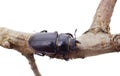 Brown deer beetle on a branch