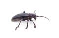 Brown deer beetle