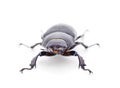 Brown deer beetle