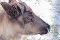 Brown deer closeup in the winter time Royalty Free Stock Photo