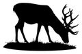 Brown deer. Deer grazing. Silhouette of a deer. Deer with big horns