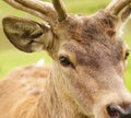Brown deer eye Royalty Free Stock Photo