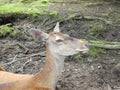 Brown deer female is laying on the floor Royalty Free Stock Photo