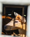 Brown Deer Her Beautiful eye Face on Sunset and Black Background Royalty Free Stock Photo