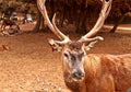 Brown deer with large branchy horns Royalty Free Stock Photo