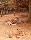 Brown deer with large branchy horns Royalty Free Stock Photo