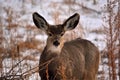 Brown Deer with Large Ears in the Winter with Snow