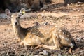 A brown deer sitting on the floor at chokchai farm Royalty Free Stock Photo