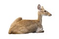 Brown deer sitting isolate white background