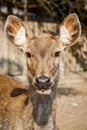 Brown deer