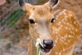 Brown Deer Standing eye looking for Royalty Free Stock Photo