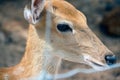 Brown Deer Standing eye looking for Royalty Free Stock Photo