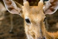 Brown Deer Standing eye looking for Royalty Free Stock Photo