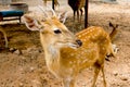 Brown Deer Standing eye looking for Royalty Free Stock Photo