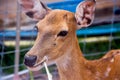 Brown Deer Standing eye looking for Royalty Free Stock Photo