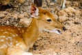 Brown Deer Standing eye looking for Royalty Free Stock Photo