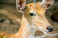 Brown deer standing eye looking for Royalty Free Stock Photo