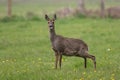 Funny brown deer in meadow