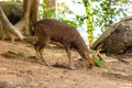 Brown deer thin legs wild animals asia eating fruits from the ground against a background of stones