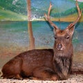 Brown deer in zoo cage Royalty Free Stock Photo