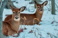 Brown deers lying on the snowy field