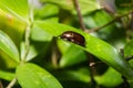 Brown defensive bug trying to cover itself Royalty Free Stock Photo