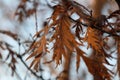 Brown delicate autumn leaves on a bush in october