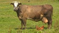 Brown Diary Cow and Hen on a pasture - Ecological Farm