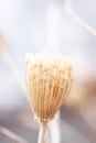 Winter Dill Seed Head Royalty Free Stock Photo