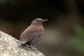 Brown dipper