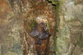 Brown Dipper nesting