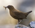 Brown Dipper, Cinclus pallasii