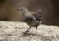 Brown dipper juvenile