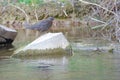 Brown Dipper