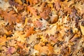 Brown discolored oak leaves fallen on the forest floor