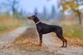 Brown doberman exterior